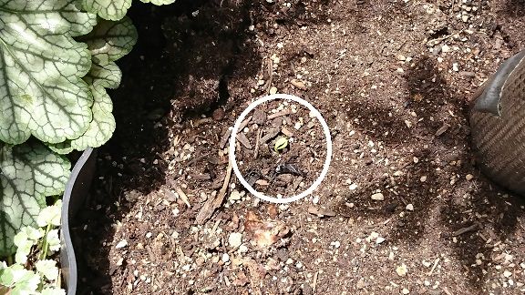 ダイソー ミニ咲ひまわり 1 1 探して見付けたミニひまわりの種 節約目当ての家庭菜園 ダイソー ミニ咲ひまわり 1 1 探して見付けたミニひまわりの種 節約目当ての家庭菜園