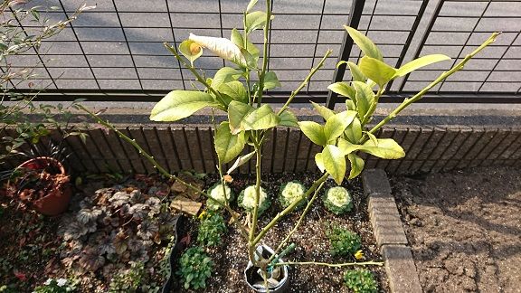 お庭でレモン 12 新芽 発見 節約目当ての家庭菜園