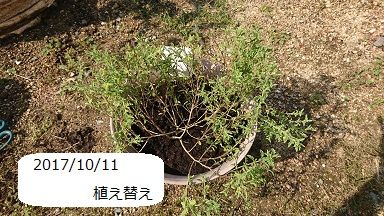 サンブリテニア スカーレット 2 もう植え替え 節約目当ての家庭菜園 サンブリテニア スカーレット 2 もう植え替え 節約目当ての家庭菜園