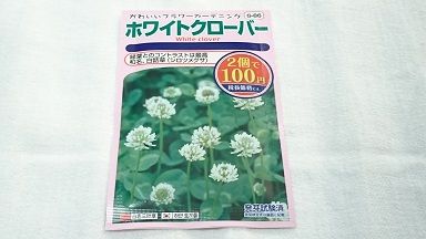 節約目当ての家庭菜園 お庭造り 2 お庭の土が靴について汚れるのをグランドカバーで予防したい 節約目当ての家庭菜園 お庭造り 2 お庭の土が靴について汚れるのをグランドカバーで予防したい