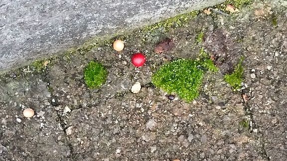 南天と栽培方法と鳥 あれから 節約目当ての家庭菜園 南天と栽培方法と鳥 あれから 節約目当ての家庭菜園