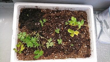 三つ葉 4 プランターから発泡スチロールの箱へ植え替え 節約目当ての家庭菜園 三つ葉 4 プランターから発泡スチロールの箱へ植え替え 節約目当ての家庭菜園