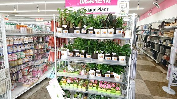 ダイソーのエアプランツ 観葉植物 多肉植物 サボテンをご紹介 随時更新 節約目当ての家庭菜園