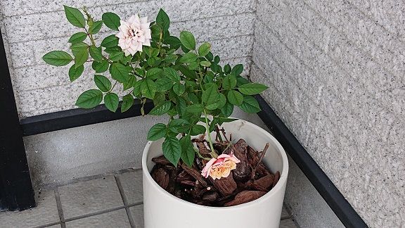 バラ 14 支柱が必要だったかも 節約目当ての家庭菜園 バラ 14 支柱が必要だったかも 節約目当ての家庭菜園