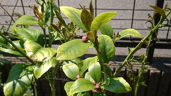 お庭でレモン 13 5月のレモンは開花中 節約目当ての家庭菜園 お庭でレモン 13 5月のレモンは開花中 節約目当ての家庭菜園