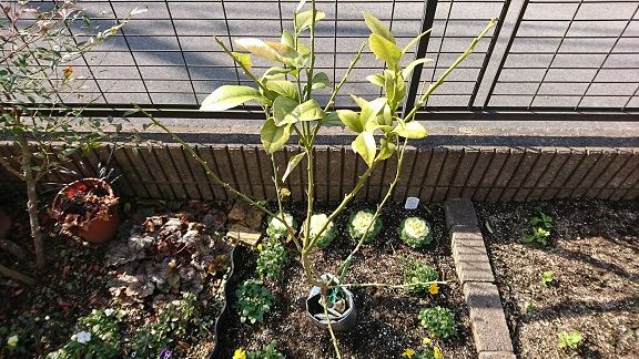 お庭でレモン 12 新芽 発見 節約目当ての家庭菜園