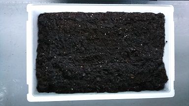 発泡スチロールの箱をプランター代わりにする 節約目当ての家庭菜園 発泡スチロールの箱をプランター代わりにする 節約目当ての家庭菜園