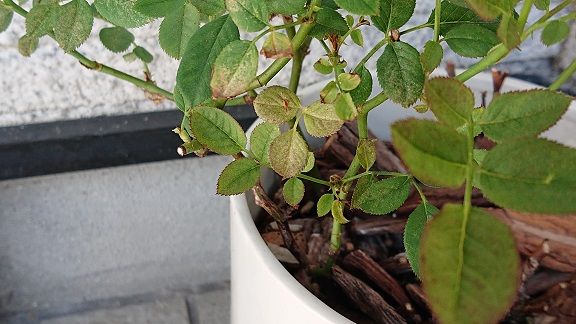 バラ 12 真夏の開花 節約目当ての家庭菜園 バラ 12 真夏の開花 節約目当ての家庭菜園