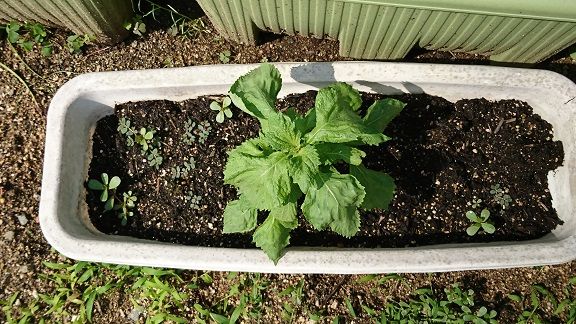 シソ 2 2 やっぱり地植えが良い 節約目当ての家庭菜園