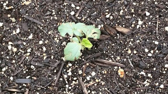 ダイソー オクラ 2 2 防虫ネットを使用する 節約目当ての家庭菜園 ダイソー オクラ 2 2 防虫ネットを使用する 節約目当ての家庭菜園