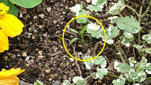 ダイソー パクチー コリアンダー 1 2 終了ーーーーーーー 節約目当ての家庭菜園 ダイソー パクチー コリアンダー 1 2 終了ーーーーーーー 節約目当ての家庭菜園