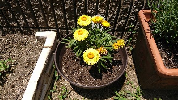 サントリーフラワーズ コロロ 3 開花時期の延長 節約目当ての家庭菜園 サントリーフラワーズ コロロ 3 開花時期の延長 節約目当ての家庭菜園