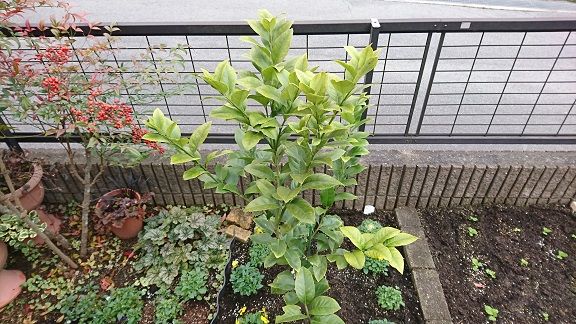 どきどき ビオラの摘芯作業とその後の成長 節約目当ての家庭菜園 どきどき ビオラの摘芯作業とその後の成長 節約目当ての家庭菜園