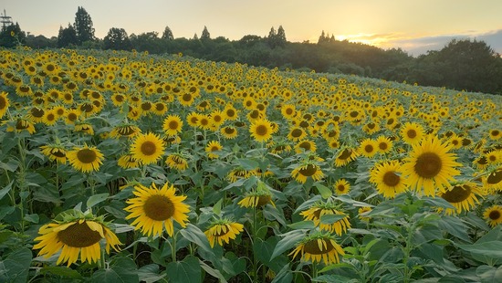 IMG_20240818_181320211_HDR