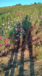 IMG_20241013_164240703_HDR