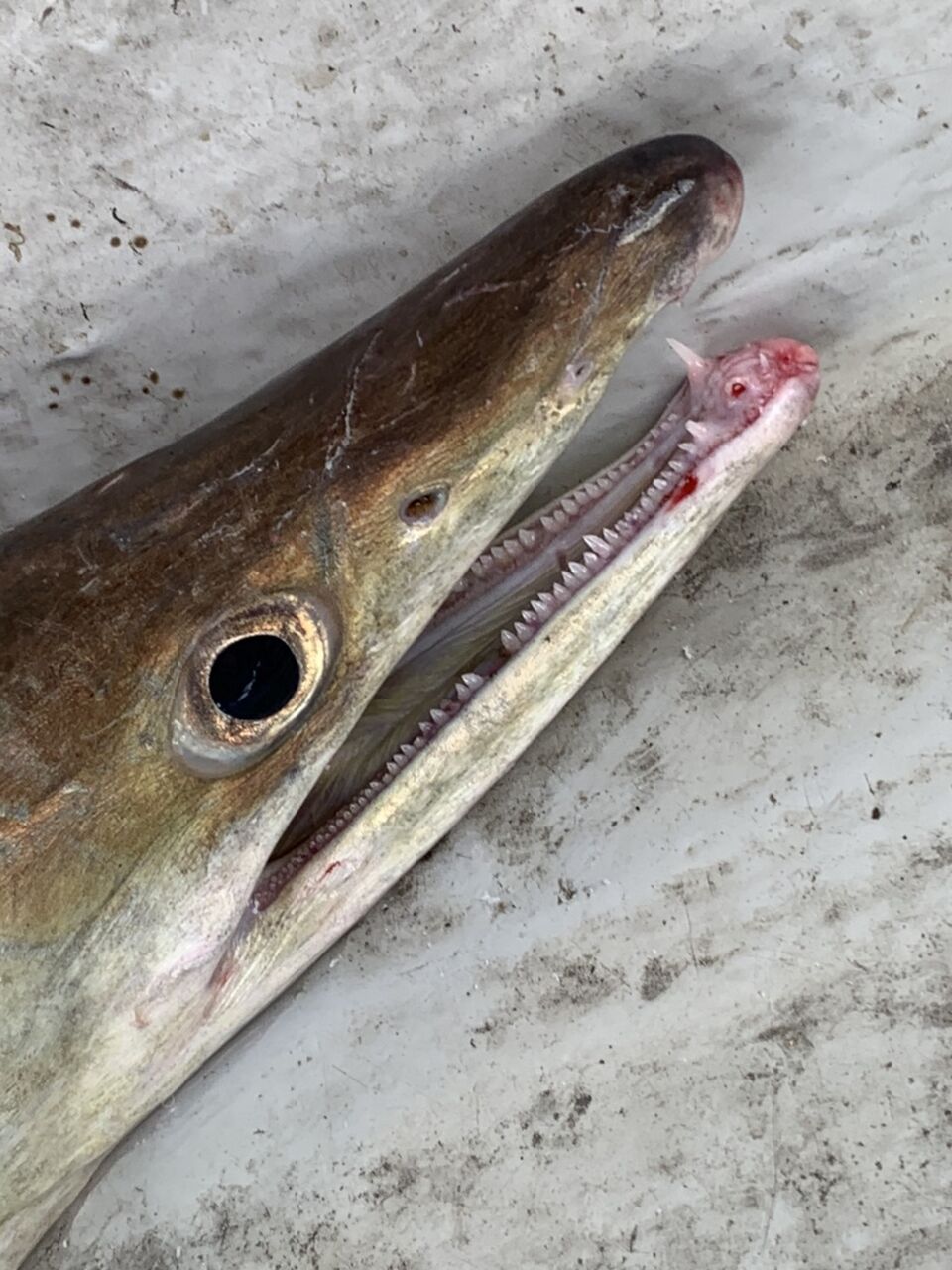 巨大鱧を食す 料理編 ガチ ソルトウォーターフィッシングチーム 巨大鱧を食す 料理編 ガチ ソルトウォーターフィッシングチーム