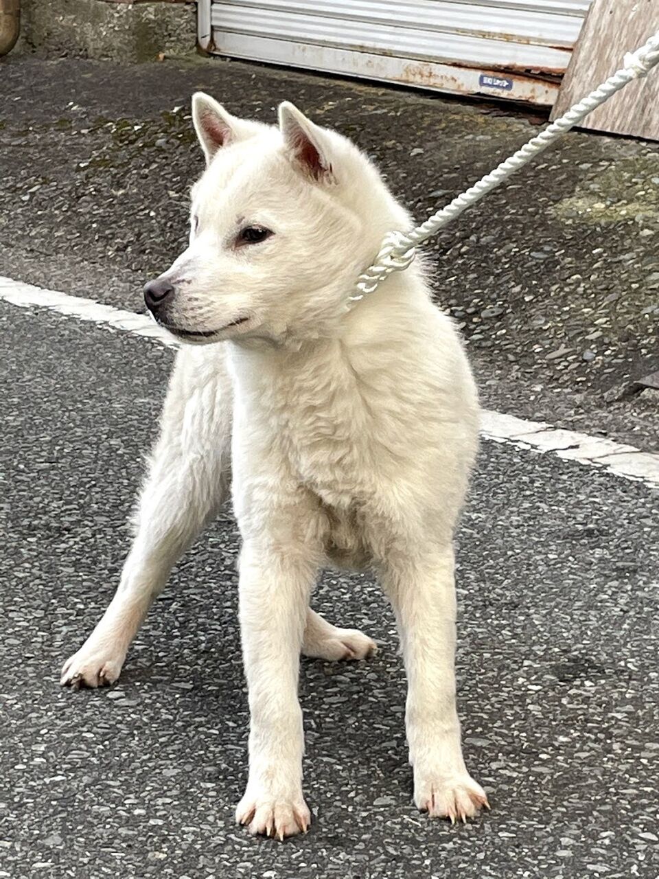 里親募集中 みっちゃん まほろばの里のblog