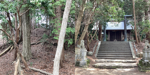 杉林に囲まれた参道と建物への階段。施設周辺の自然環境を示す。