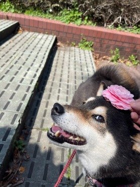 ほhorハナ