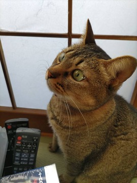 やyamポップ