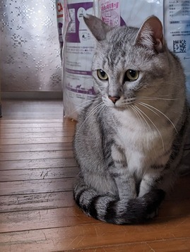 おohsぎんぎん