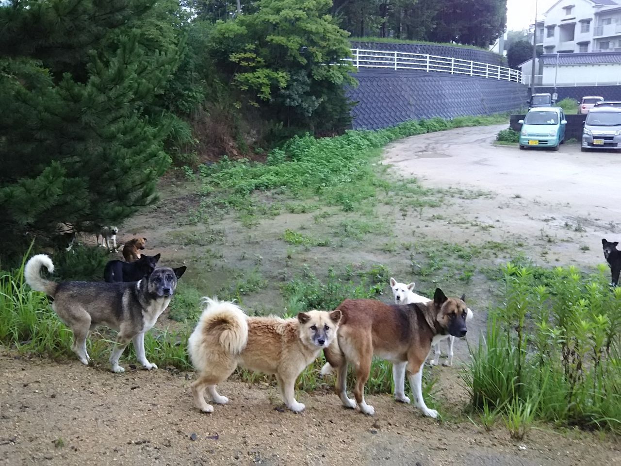 チーム　オオサキ山口県周南市の野犬　No.８