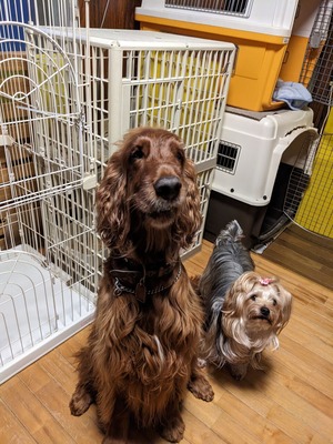 こkobルーク＆ジョン