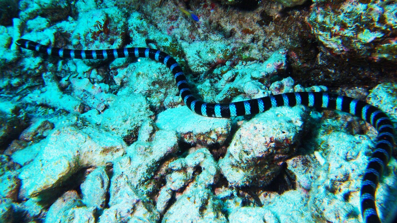 ヒロオウミヘビ Banded Sea Snake Blue Lipped Sea Krait 沖縄 ファンダイビング Divingblog