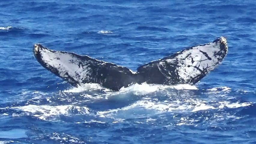 ザトウクジラの尾鰭 沖縄 ホエールウォッチング Z鯨 Divingblog