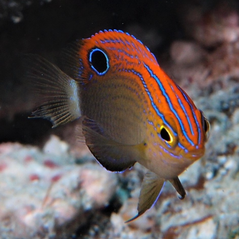 スズメダイ 沖縄 ダイビング ブログ