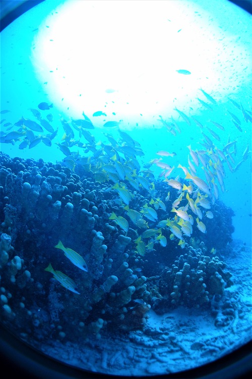 PB162259