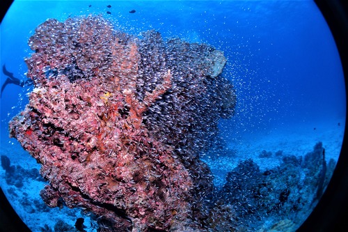 PB162226
