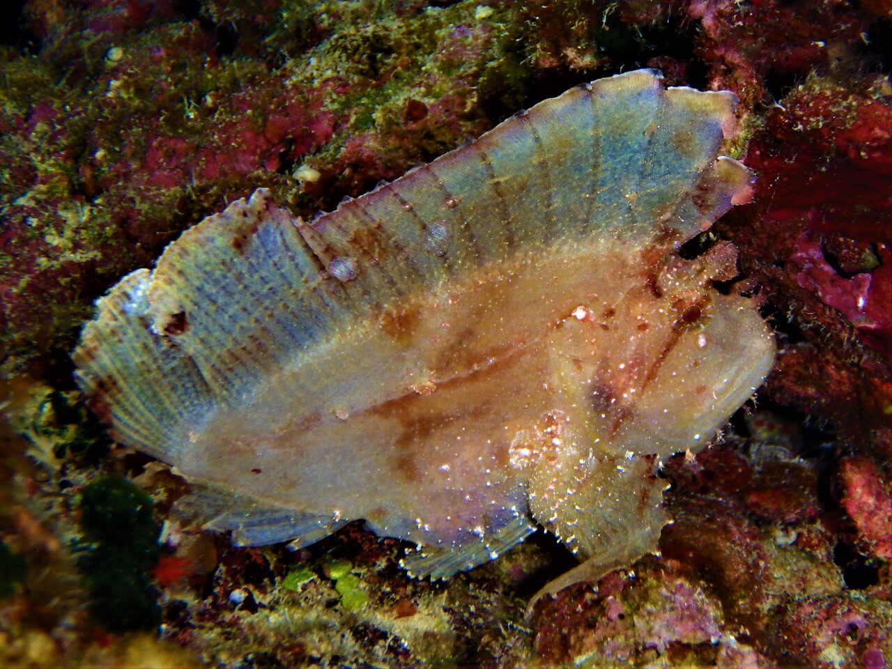 ハダカハオコゼ 白 スコーピオンフィッシュ Leaf Scorpionfish 沖縄 ファンダイビング Divingblog ハダカハオコゼ 白 スコーピオンフィッシュ Leaf Scorpionfish 沖縄 ファンダイビング Divingblog