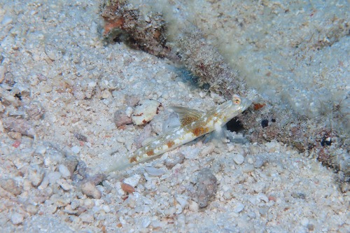 PB162215