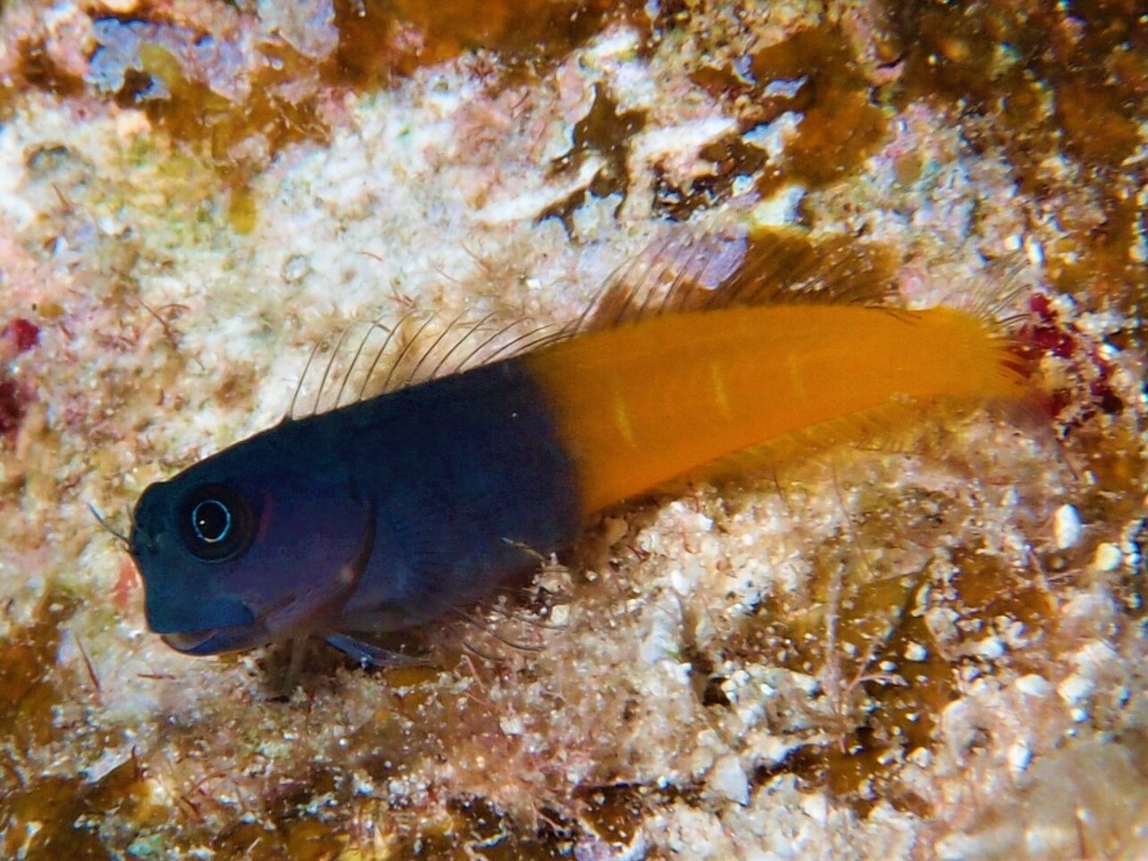フタイロカエルウオ Bicolor Blenny 沖縄 ファンダイビング 沖縄 ダイビング ブログ