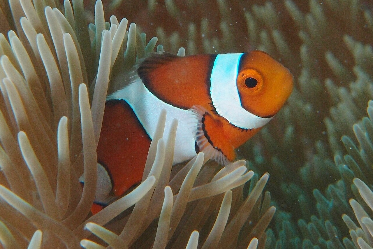 クラウンアネモネフィッシュyg 沖縄 ファンダイビング Eastern Clown Anemonefish Divingblog