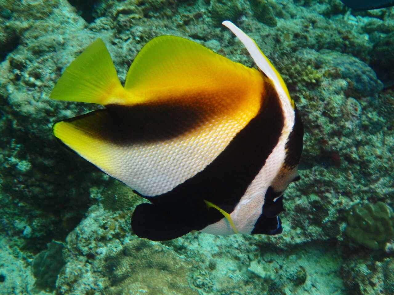 オニハタタテダイ Masked Bannerfish 沖縄 ファンダイビング Divingblog オニハタタテダイ Masked Bannerfish 沖縄 ファンダイビング Divingblog