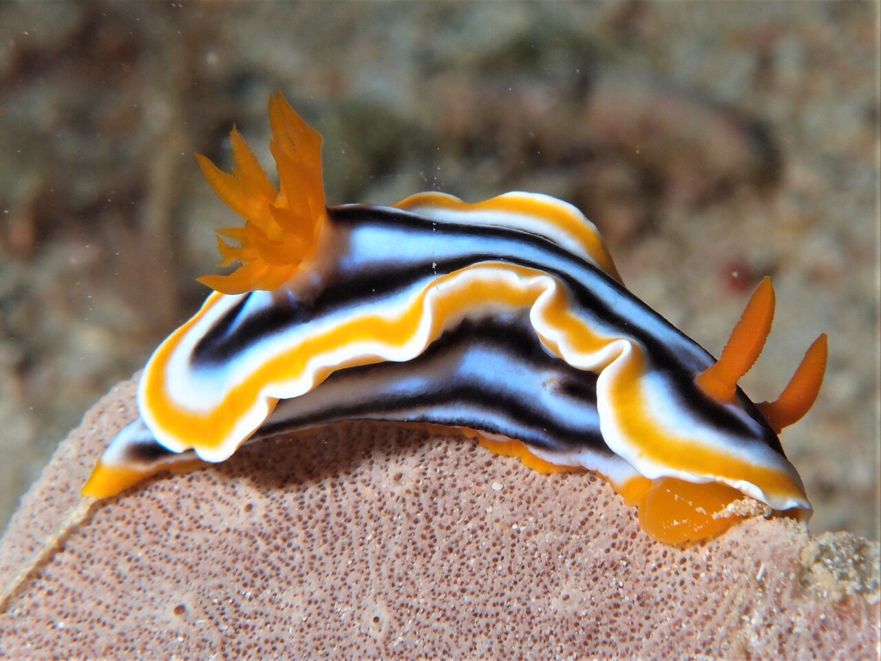 シライトウミウシ 沖縄 ファンダイビング 沖縄 ダイビング ブログ