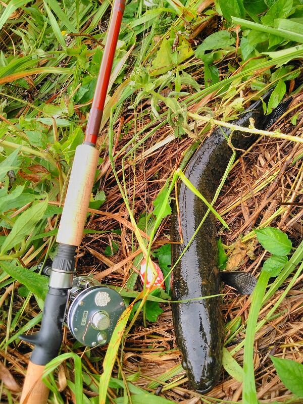 Lime Country M77 STDS. : 風は南から ～ショア釣行記 鹿児島編～