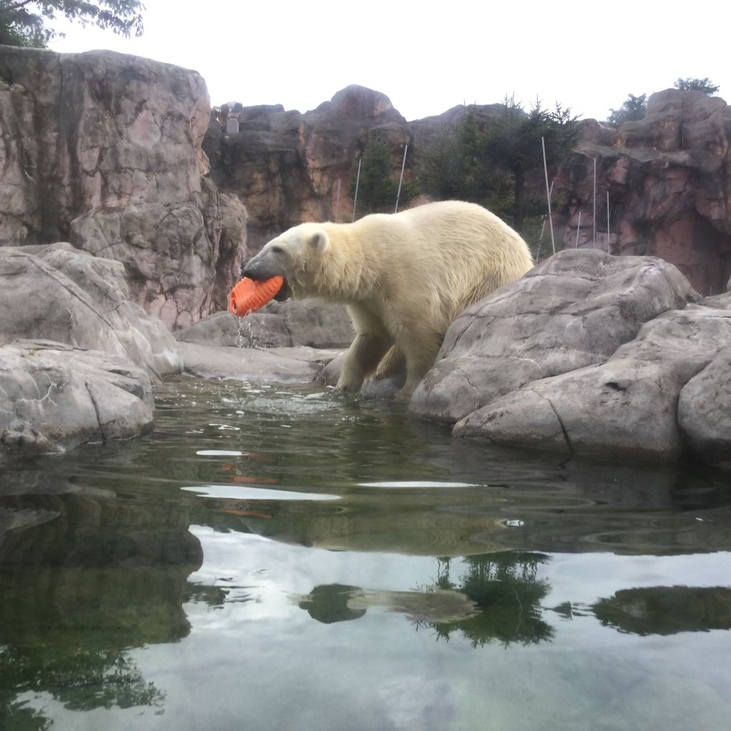 八木山動物公園のホッキョクグマ ポーラちゃん久しぶりの登場です お気に入りのオレンジ湯たんぽ 思いっきり放り投げジャンプ Teambigcatsのblog