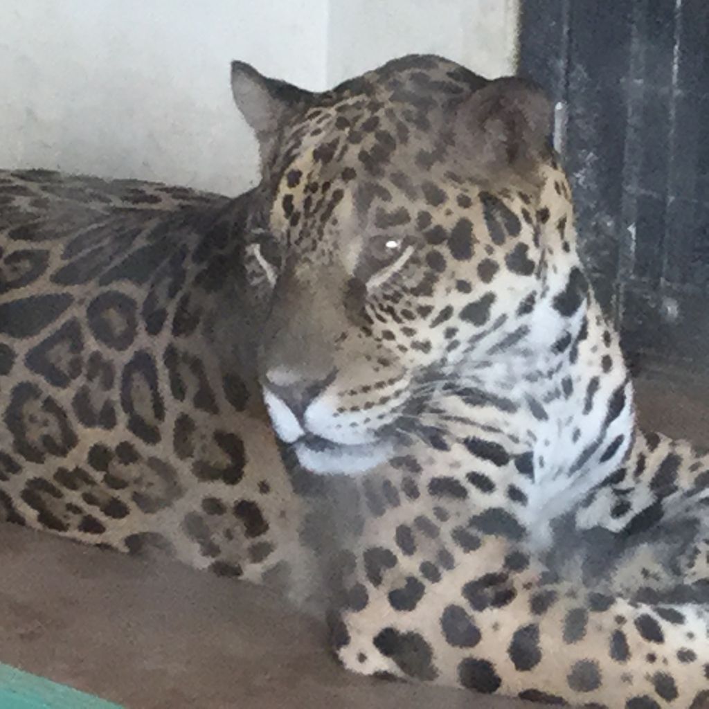 京都市動物公園のジャガー 黒のみわちゃんと葉月アサヒ君です 都会の子達は大声の子供達にも毅然とした姿です Teambigcatsのblog 京都市動物公園のジャガー 黒のみわちゃんと葉月アサヒ君です 都会の子達は大声の子供達にも毅然とした姿です Teambigcatsのblog