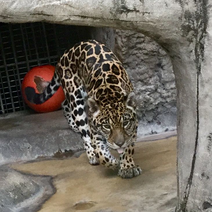 天王寺動物園ジャガーのルースちゃん ピューマのピコさん アムールトラ センイチ君 Teambigcatsのblog 天王寺動物園ジャガーのルースちゃん ピューマのピコさん アムールトラ センイチ君 Teambigcatsのblog