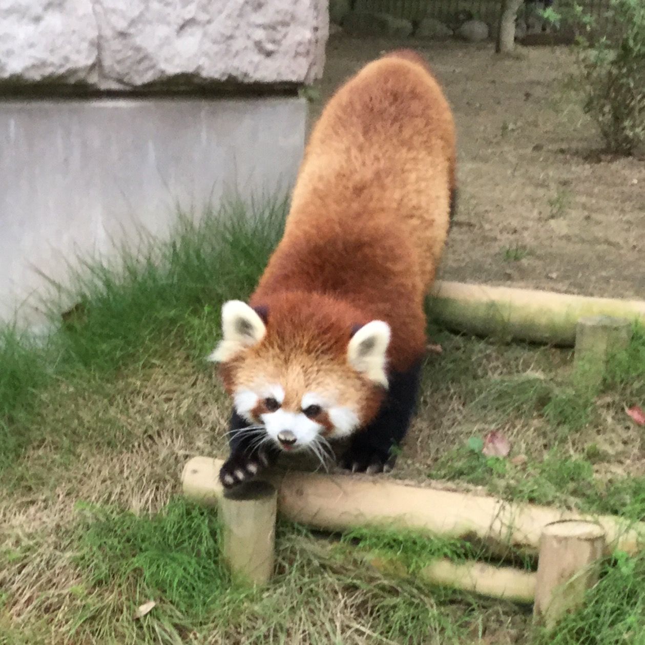 八木山動物公園のレッサーパンダ 今日のコナツちゃんです Teambigcatsのblog 八木山動物公園のレッサーパンダ 今日のコナツちゃんです Teambigcatsのblog