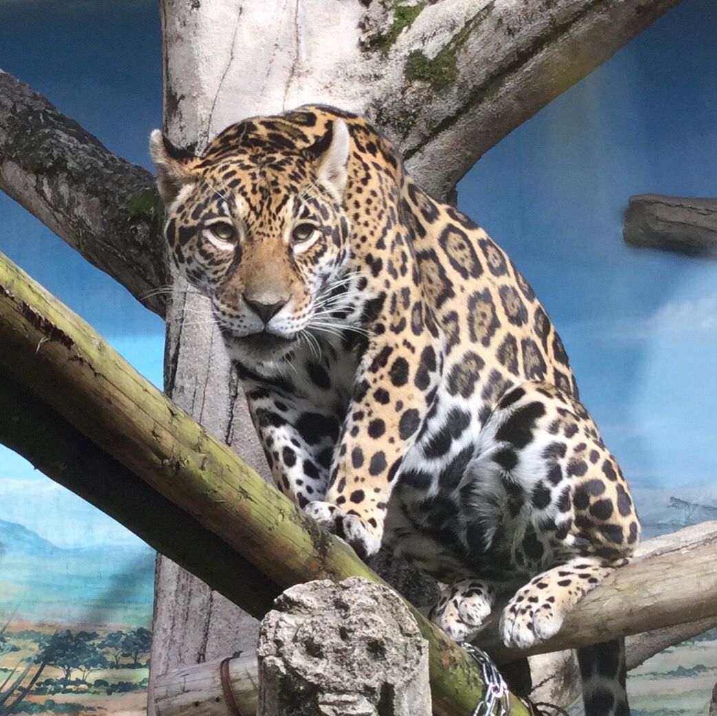 天王寺動物園 レッサーパンダのメル君とジャガーのルースちゃん Teambigcatsのblog 天王寺動物園 レッサーパンダのメル君とジャガーのルースちゃん Teambigcatsのblog
