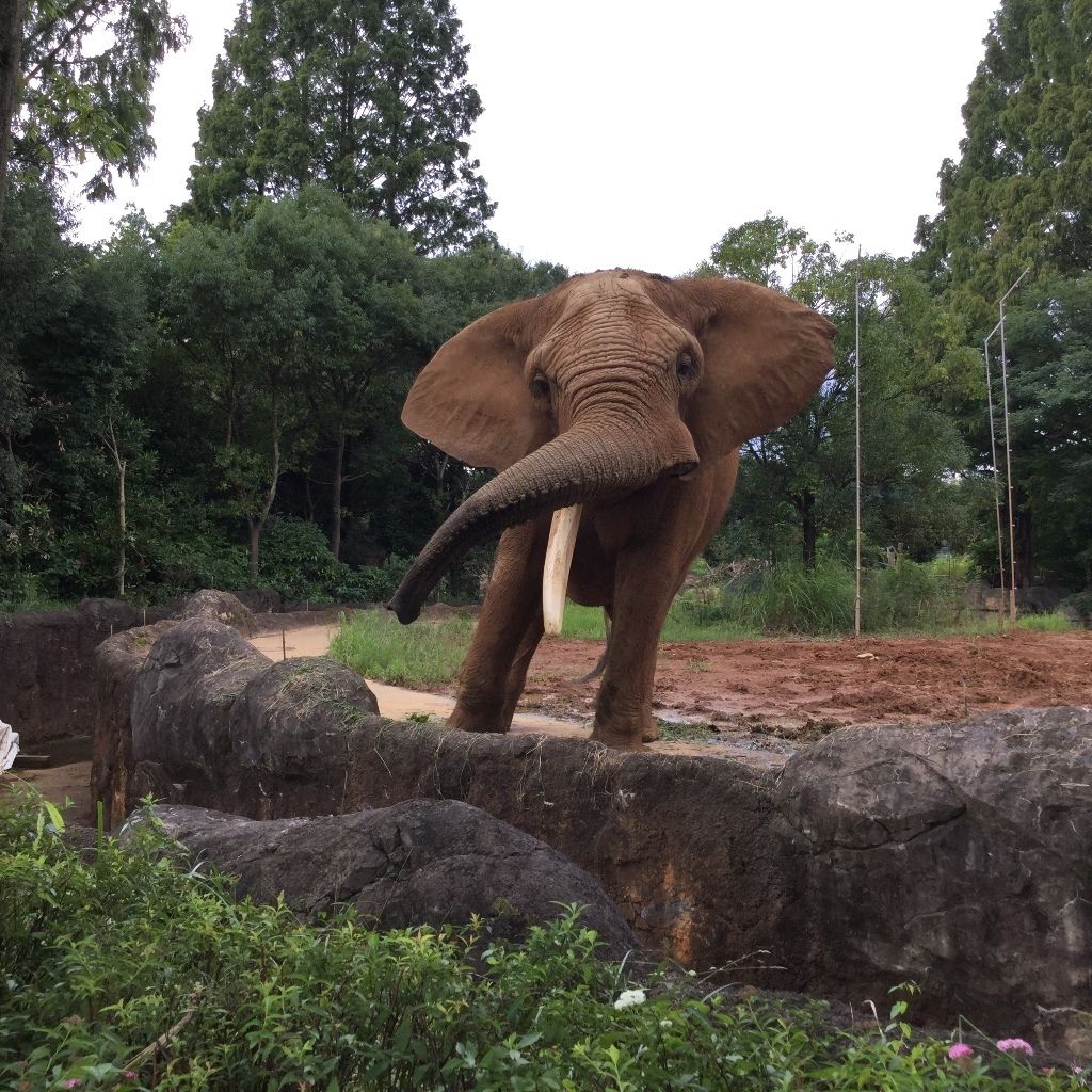 八木山動物公園のアフリカ象のベン君 何か食べ物ちょうだいのアピールです ごめんね 何もあげられないのよ Teambigcatsのblog 八木山動物公園のアフリカ象のベン君 何か食べ物ちょうだいのアピールです ごめんね 何もあげられないのよ Teambigcatsのblog