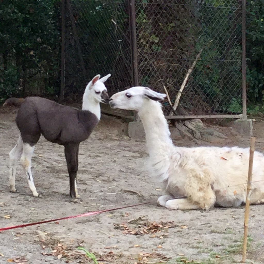 八木山動物公園のラマの赤ちゃん お姉ちゃんにご挨拶 お母さんに甘えん坊 Teambigcatsのblog 八木山動物公園のラマの赤ちゃん お姉ちゃんにご挨拶 お母さんに甘えん坊 Teambigcatsのblog
