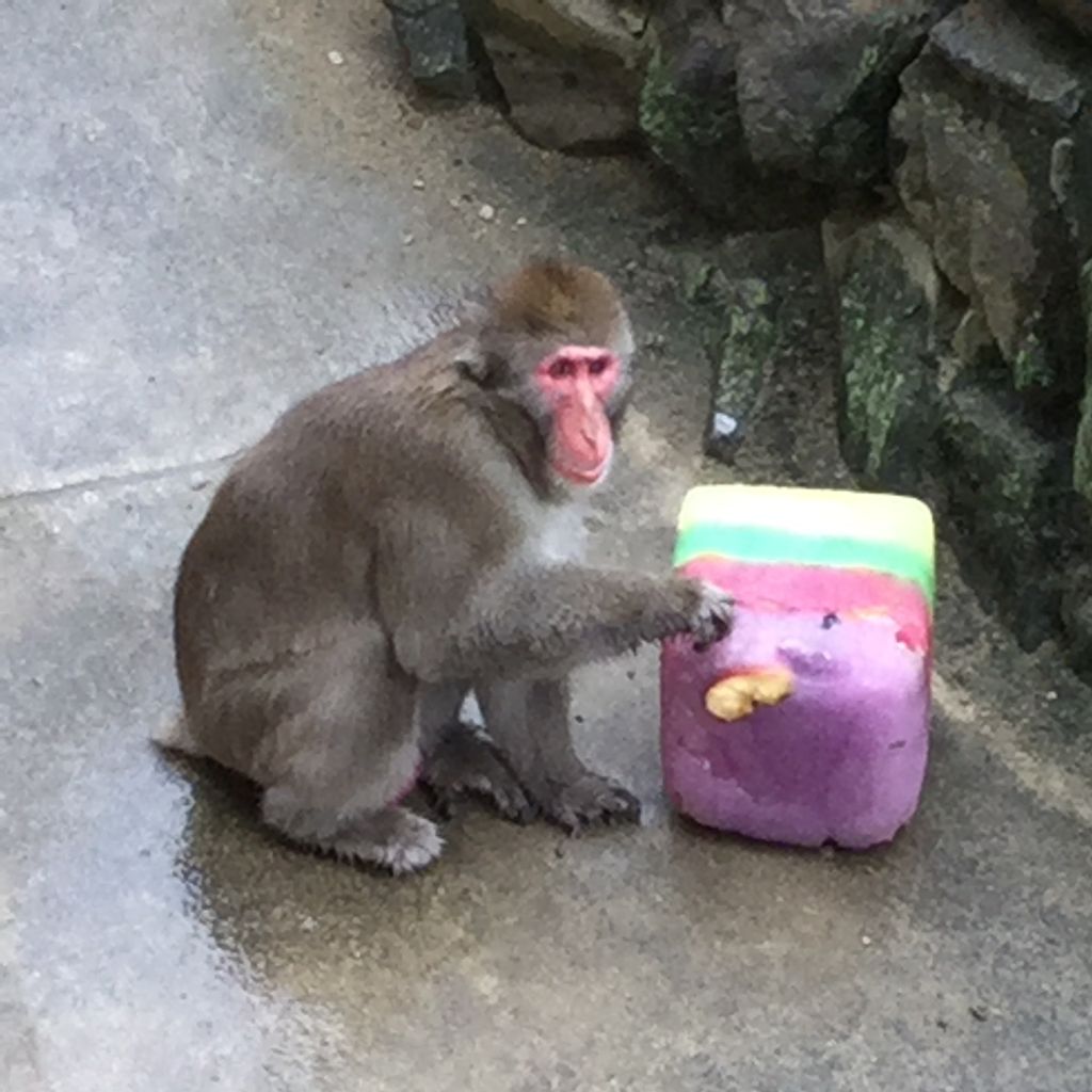 今日の八木山動物公園 涼しく雨 模様でしたが氷のプレゼン トがありました サル山のボス 猿 太郎君と仲間達です Teambigcatsのblog