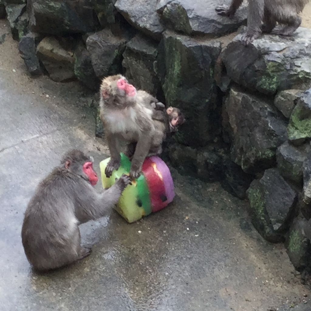 今日の八木山動物公園 涼しく雨 模様でしたが氷のプレゼン トがありました サル山のボス 猿 太郎君と仲間達です Teambigcatsのblog