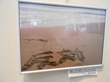 img425