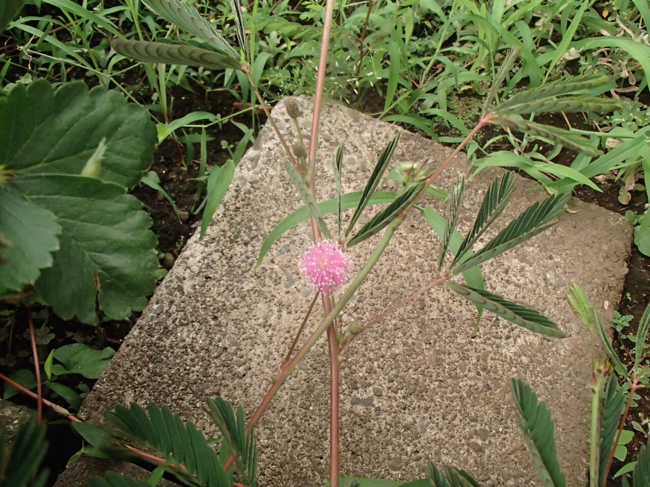 オジギソウの花 夢見る頃を過ぎても